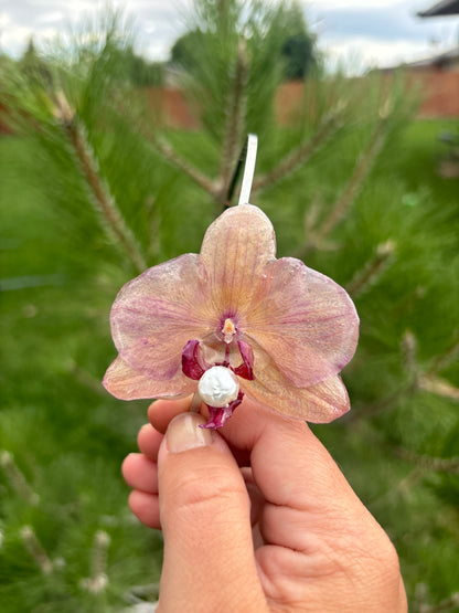 Medium Orchid Headband with Pearl