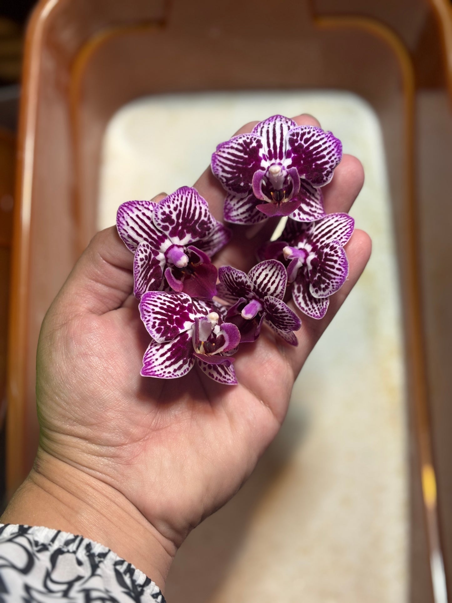 Mini Orchid Stud Earrings (Pueple+White) 💜🌱✨