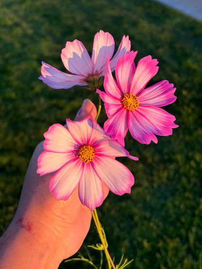 Cosmo Stud Earrings 🌿🌸