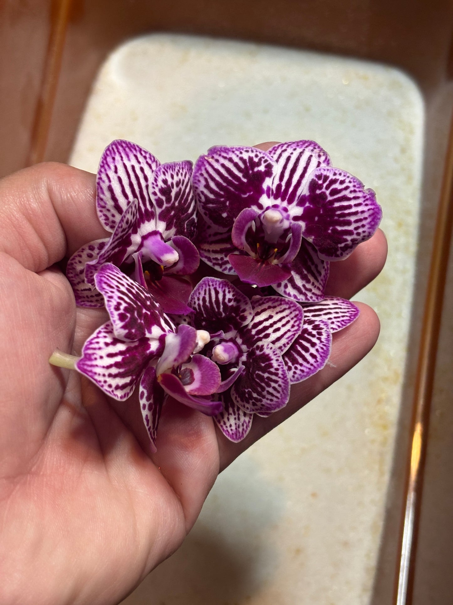 Mini Orchid Stud Earrings (Pueple+White) 💜🌱✨